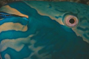 Parrot Fish