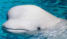 Photograph of Beluga Whale