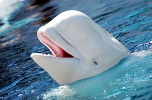 Delphinapterus_leucas_2 beluga whale by steven snodgrass