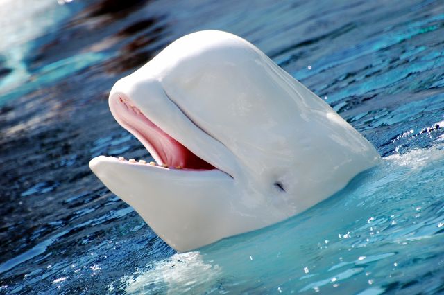 Delphinapterus_leucas_2 beluga whale by steven snodgrass