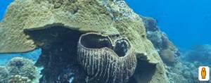 Google Map from APO Island
