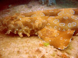 Wobblegong Shark