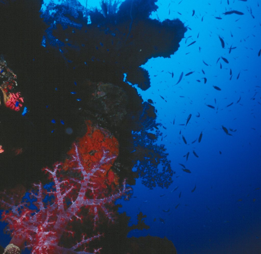 Coral Structures