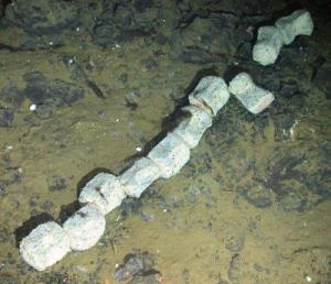This is the backbone of a whale skeleton found at the bottom of the Ocean (Credit: UK Natural Environment Research Council ChEsSo Consortium)