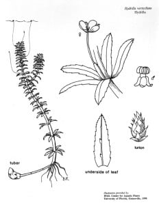 ANN Hydrilla