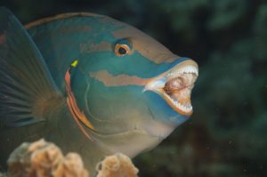 Parrot Fish in Cleaning Station by Robert Hew
