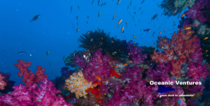 EMAIL - Fiji Soft Coral