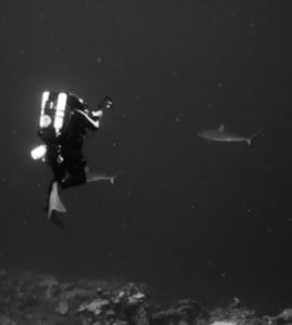 Jim With Sharks, photo by Katrina Adams