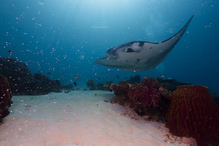 Manta Ray in Komodo