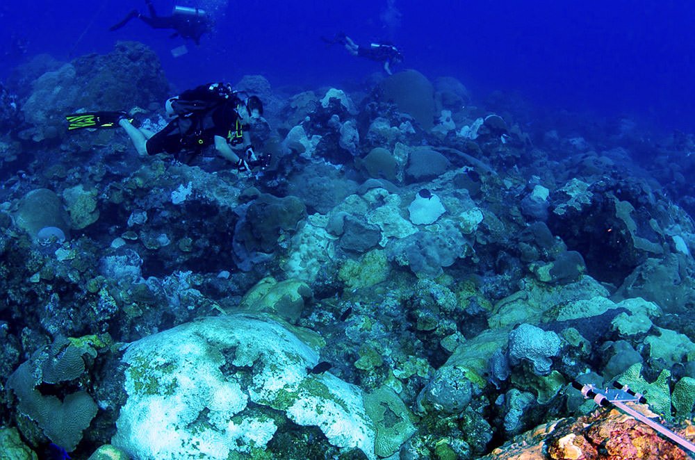 Scientists documenting the bleaching event underway in Flower Garden Banks National Marine Sanctuary. Photo: G.P. Schmahl/NOAA.