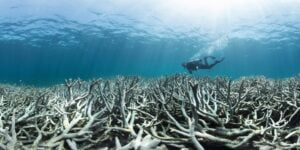 Photo Courtesy of the Ocean Agency