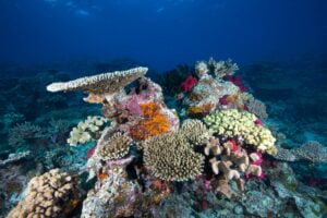 Fiji, Photo by Christian Fuss