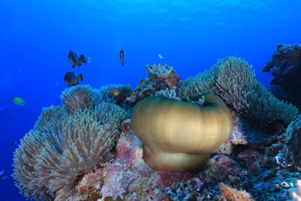 Fiji, Photo by Christian Fuss