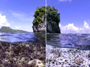 Photo Courtesy of the Ocean Agency