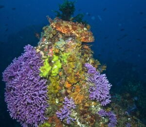 Photo courtesy of Rusty Berry, Scuba Schools of America