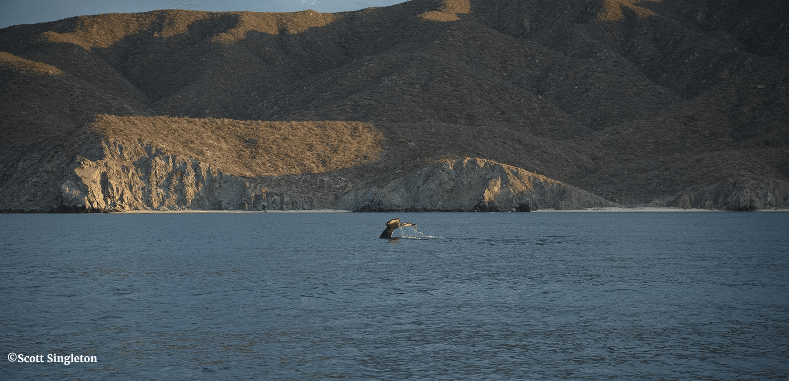 Baja Cliff and whale